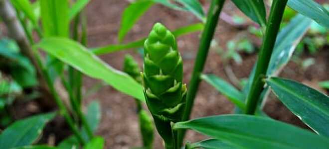 Ибирь – описание, выращивание, виды, сорта, уход, где растет, фото