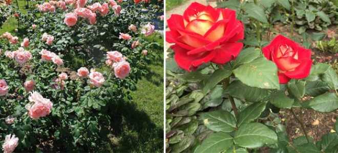 Чайно-гибридные розы – названия сортов с фото и описанием