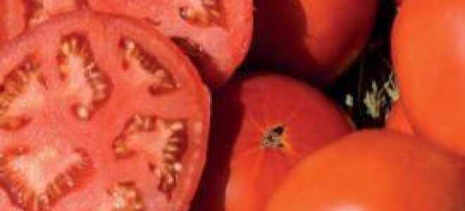 Томат “Бобкат F1”: характеристика и описание сорта, урожайность, отзывы