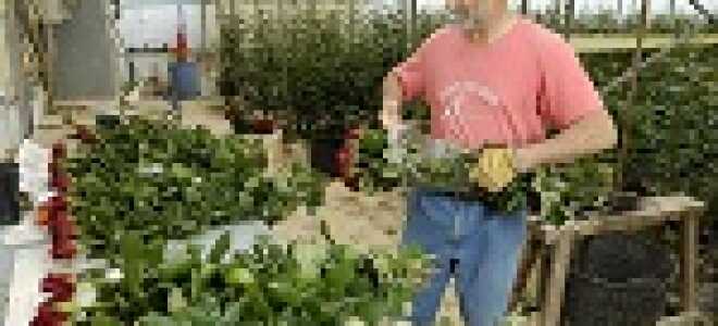 Виноград в теплице: технология выращивания и нюансы