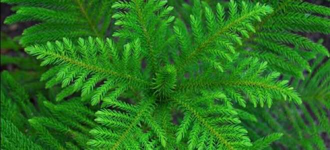 Араукария: фото, описание, размножение и уход в домашних условиях