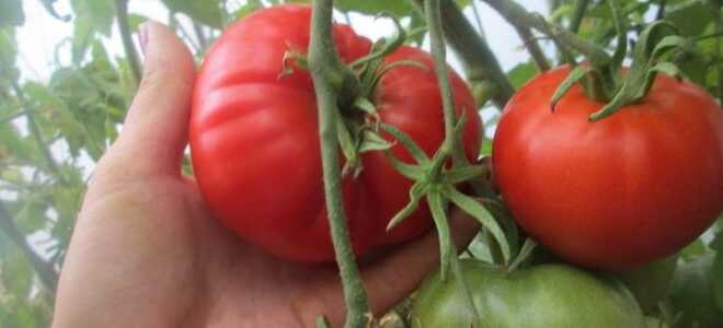 Томат “Алтайский шедевр”: характеристика и описание сорта, отзывы, фото