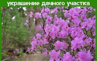 Рододендрон даурский: фото, описание, особенности ухода и посадки