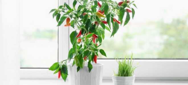 Как вырастить перец чили дома на подоконнике