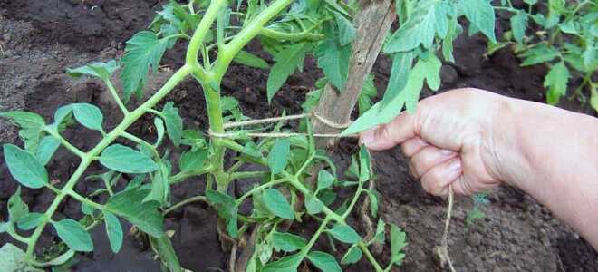 Посадка помидоров в теплицу из поликарбоната: схема, инструкции, видео