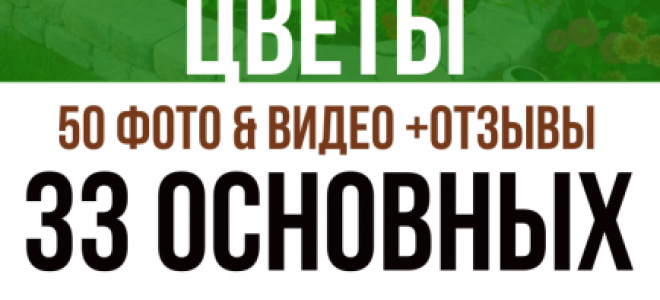 Садовые многолетние цветы: фото и названия