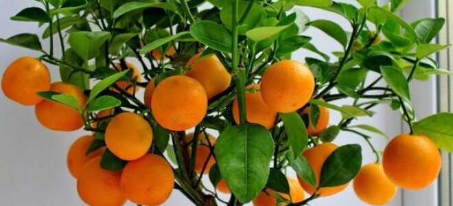 Мандарины – описание, выращивание, виды, сорта, уход, где растет, фото