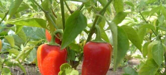 Перец “Подарок Молдовы”: характеристика и описание сорта, отзывы фото
