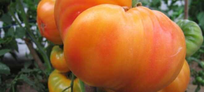 Томат “Загадка природы”: описание сорта, отзывы, фото
