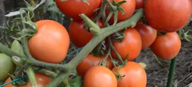 Томат “Ямал”: характеристика и описание сорта, урожайность, отзывы, фото