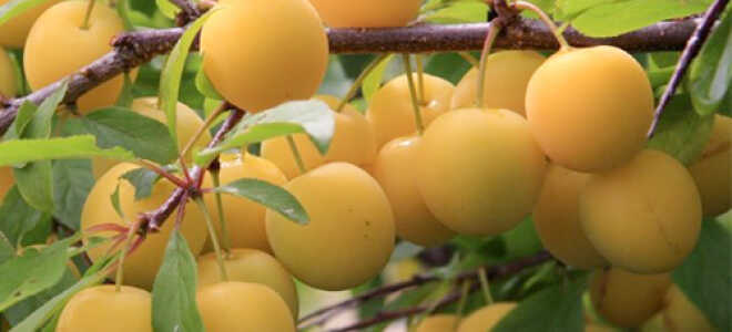 Слива “Ренклод колхозный”: описание сорта, фото, посадка и уход