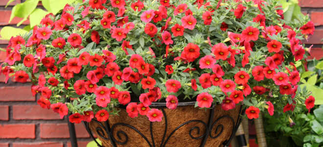 Калибрахоа ампельная – цветы, похожие на петунию
