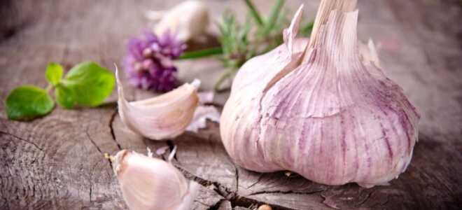 Как правильно посадить чеснок