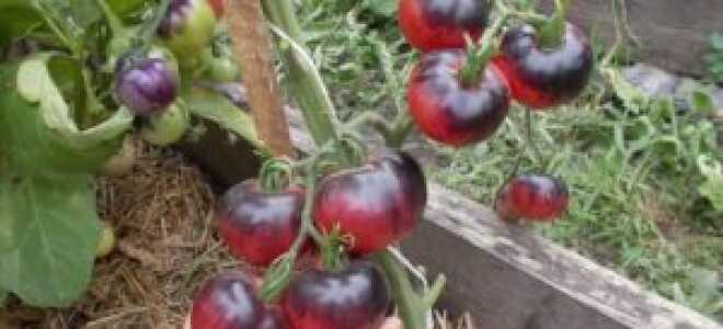 Томат “Аметистовая драгоценность”: характеристика и описание сорта, фото, отзывы