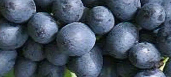 Виноград “Аттика”: описание сорта, фото, отзывы садоводов