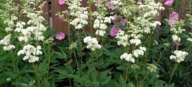 Лабазник пестролистный: посадка и уход, фото