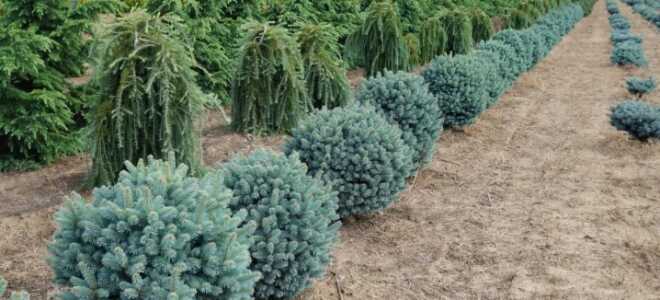 Пихта “Компакта”: посадка и уход, фото