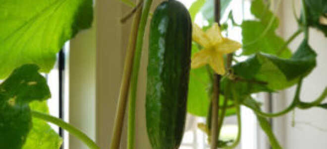Как выращивать огурцы зимой в домашних условиях: выбор сорта, посадка и уход