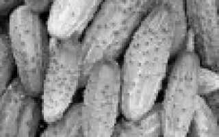 Лучшие сорта огурцов для открытого грунта